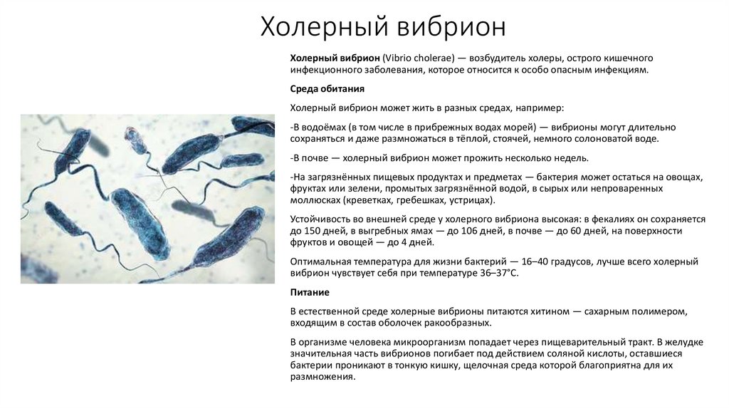 Холерный вибрион