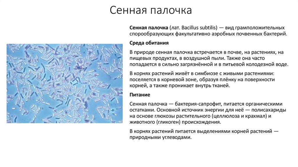 Сенная палочка