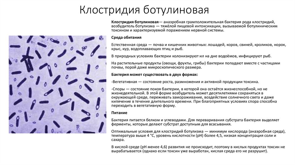 Клостридия ботулиновая