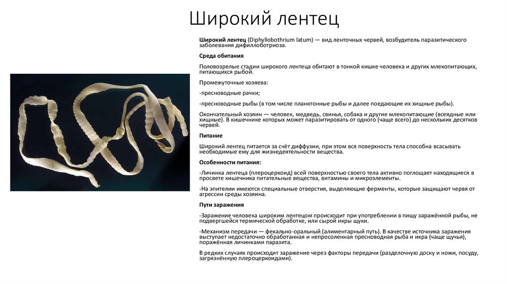 Широкий лентец