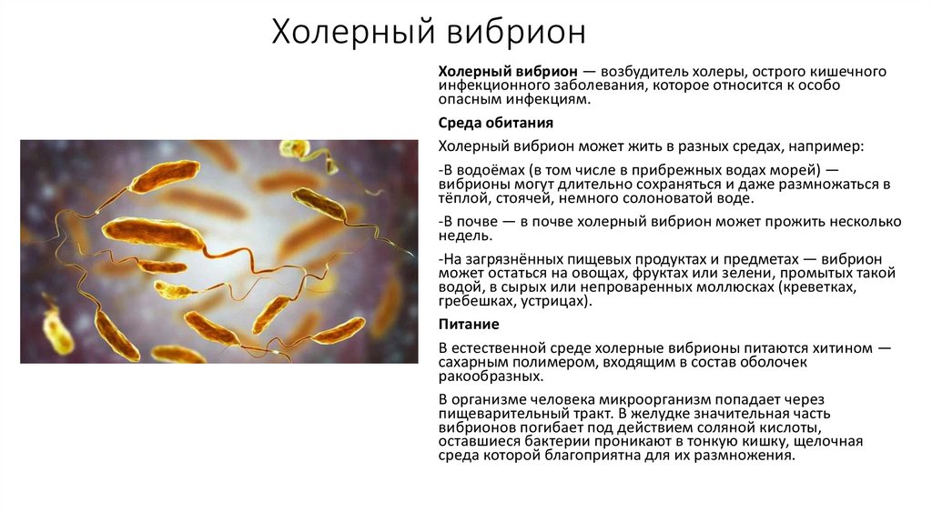 Холерный вибрион