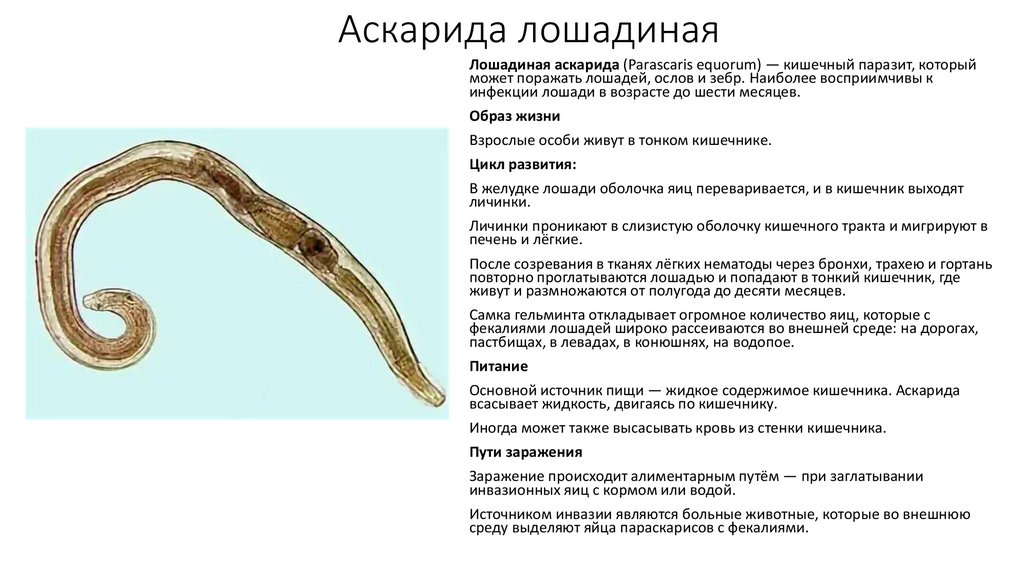 Аскарида лошадиная