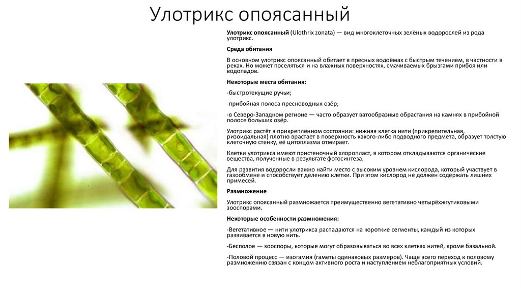 Улотрикс опоясанный