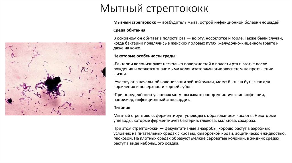 Мытный стрептококк