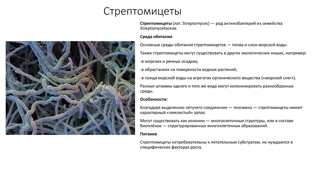 Стрептомицеты