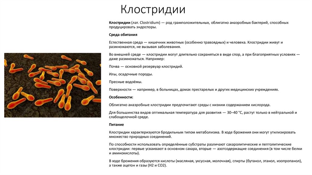 Клостридии