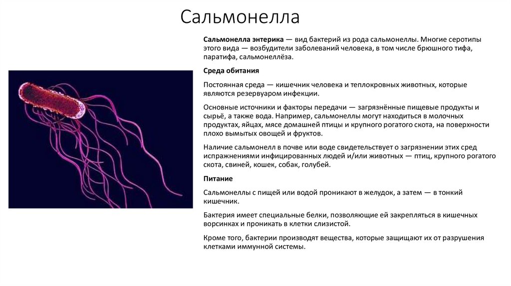 Сальмонелла