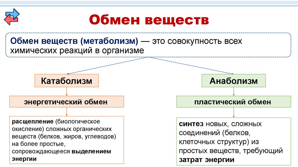 Обмен веществ