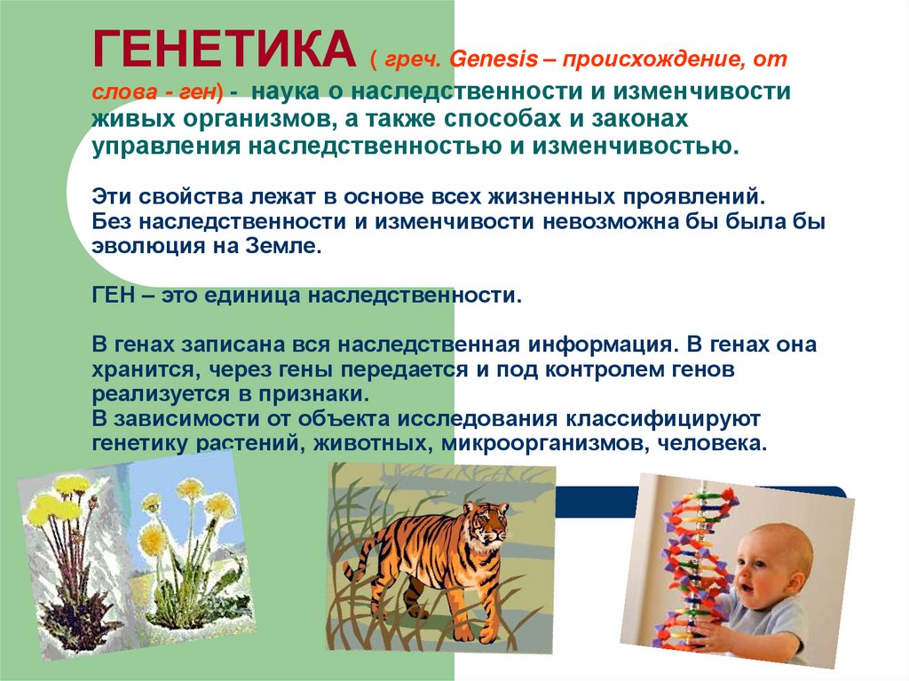 ГЕНЕТИКА ( греч. Genesis – происхождение, от слова - ген) - наука о наследственности и изменчивости живых организмов, а также