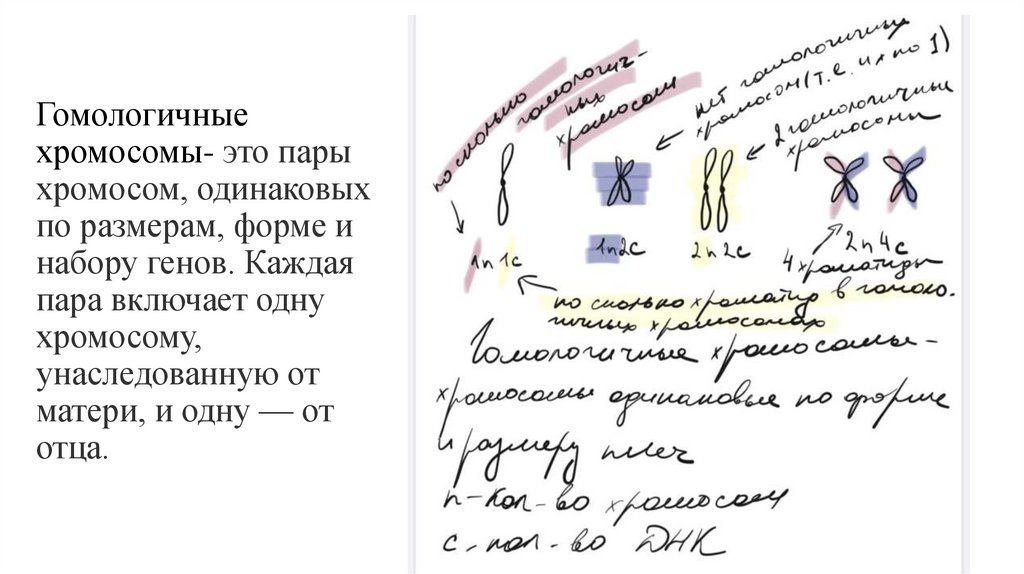 Гомологичные хромосомы- это пары хромосом, одинаковых по размерам, форме и набору генов. Каждая пара включает одну хромосому,