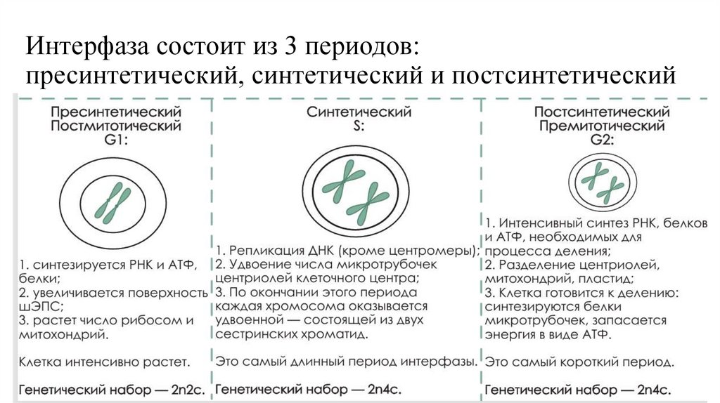 Интерфаза состоит из 3 периодов: пресинтетический, синтетический и постсинтетический