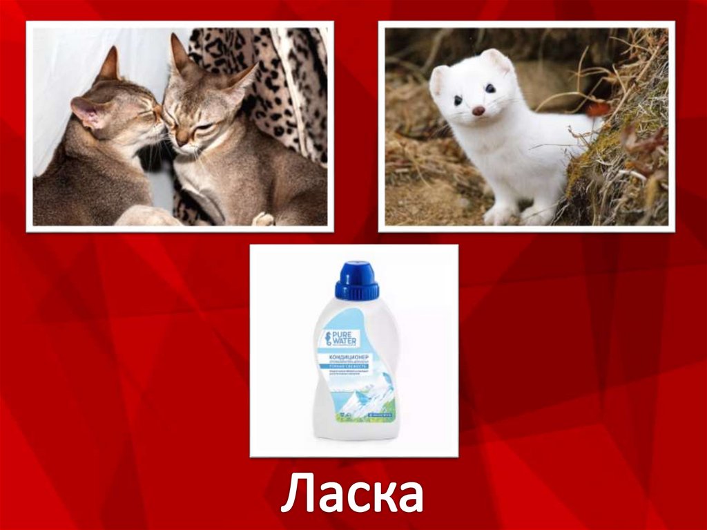 Ласка