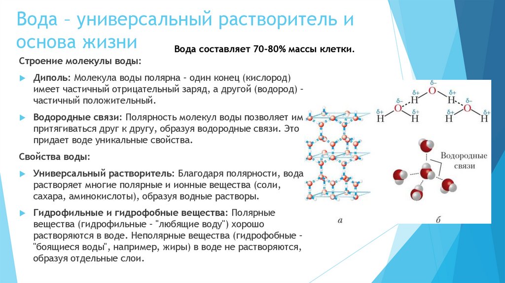 Вода – универсальный растворитель и основа жизни