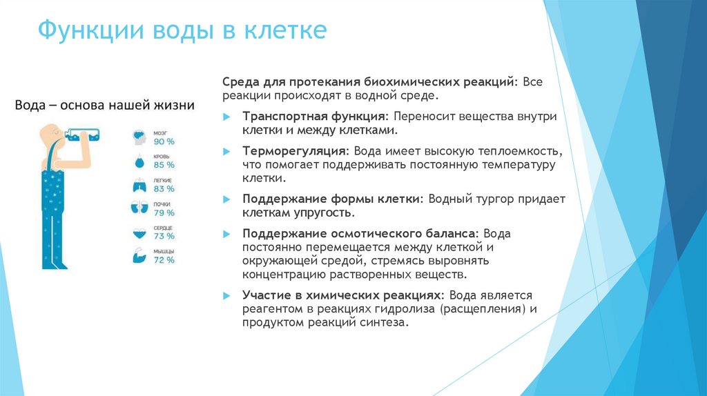 Функции воды в клетке