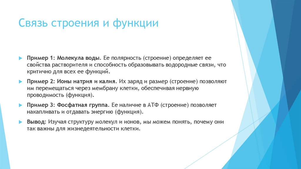 Связь строения и функции