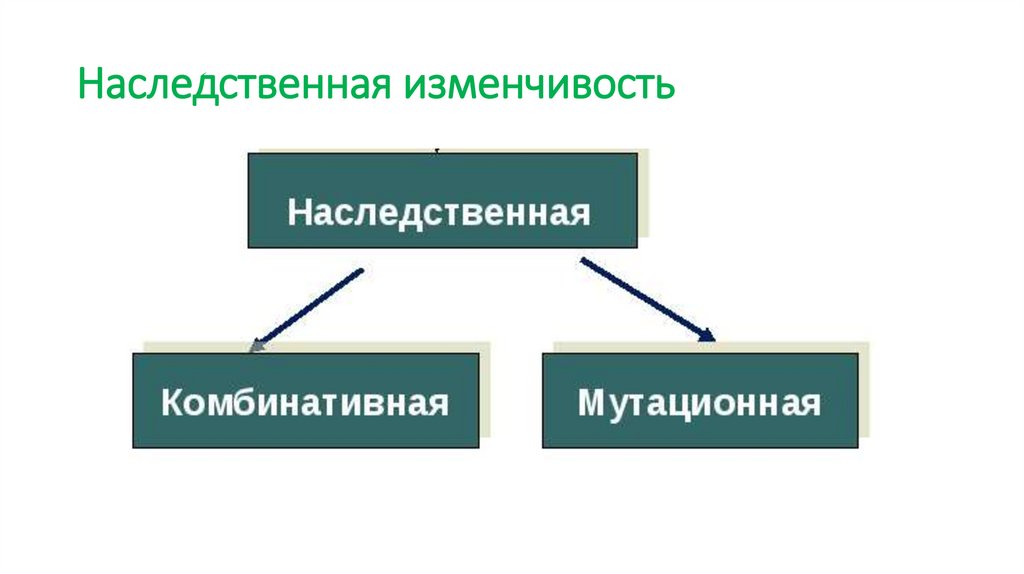 Наследственная изменчивость