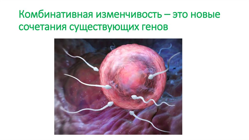 Комбинативная изменчивость – это новые сочетания существующих генов