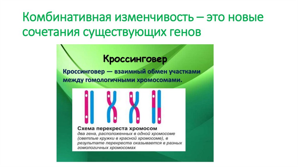 Комбинативная изменчивость – это новые сочетания существующих генов