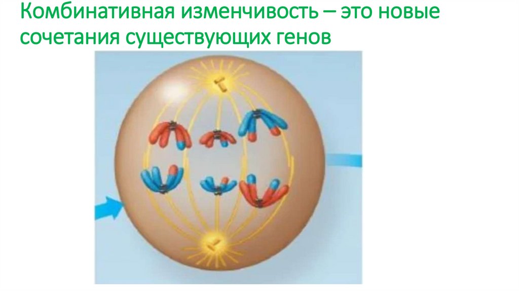 Комбинативная изменчивость – это новые сочетания существующих генов