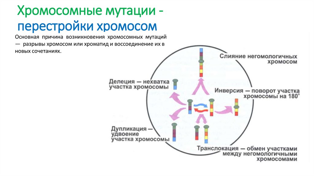 Хромосомные мутации - перестройки хромосом