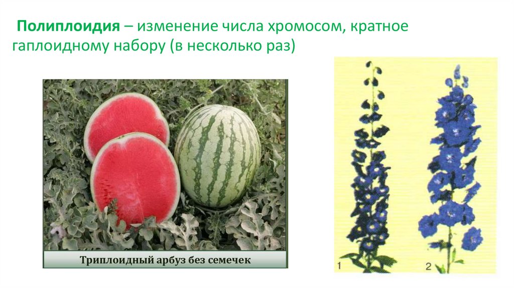 Полиплоидия – изменение числа хромосом, кратное гаплоидному набору (в несколько раз)