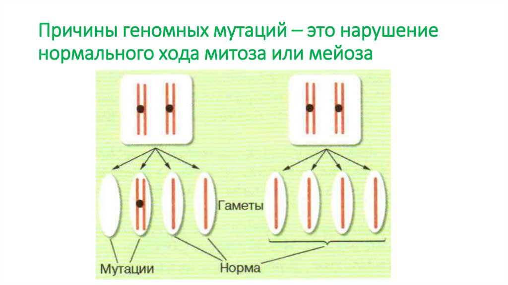 Причины геномных мутаций – это нарушение нормального хода митоза или мейоза