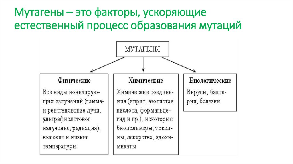 Мутагены – это факторы, ускоряющие естественный процесс образования мутаций