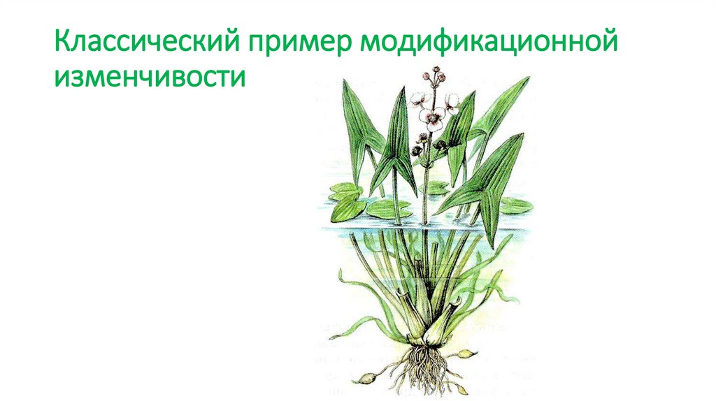 Классический пример модификационной изменчивости