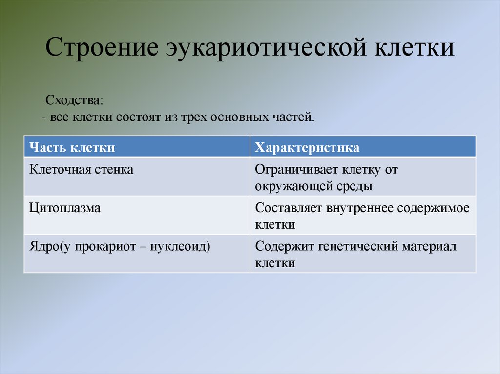 Строение эукариотической клетки