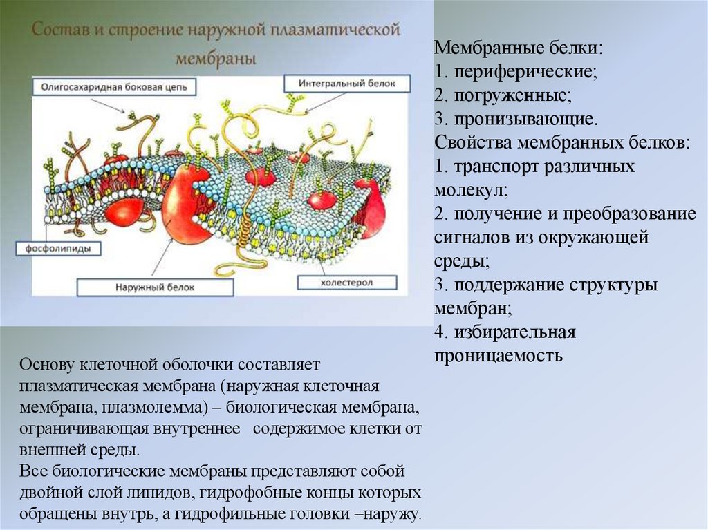 Мембранные белки: 1. периферические; 2. погруженные; 3. пронизывающие. Свойства мембранных белков: 1. транспорт различных
