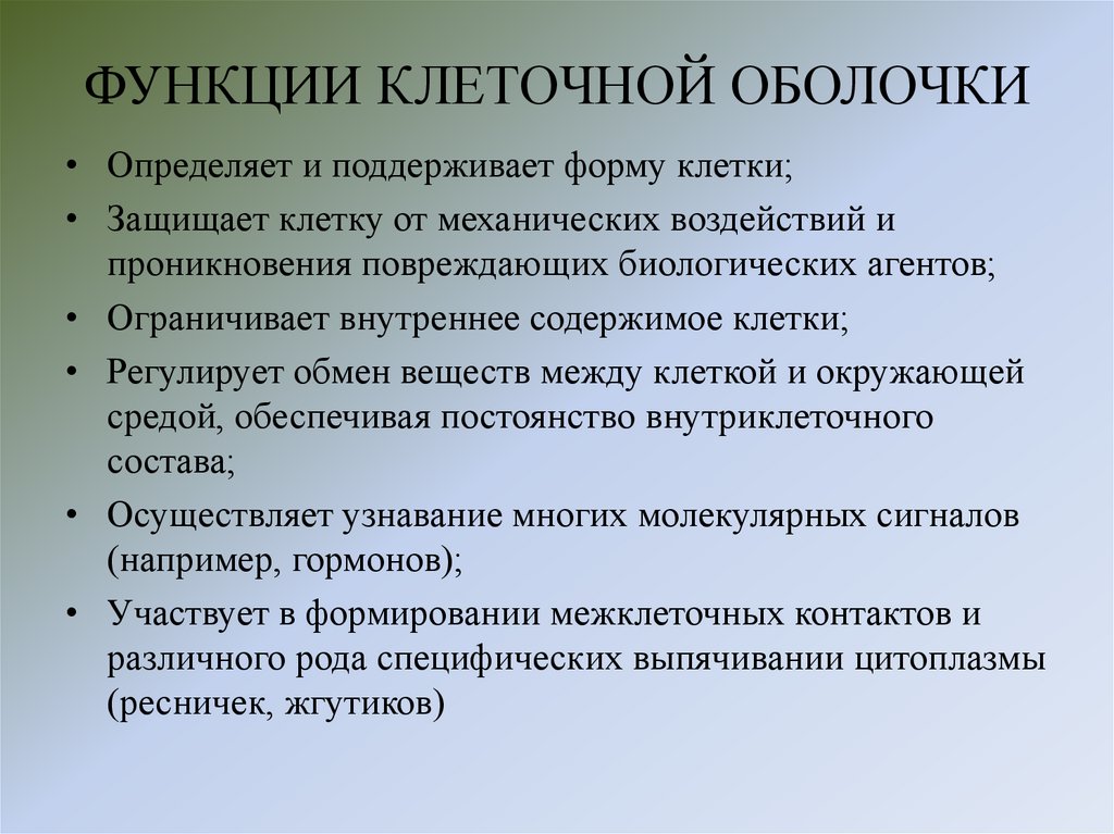 ФУНКЦИИ КЛЕТОЧНОЙ ОБОЛОЧКИ