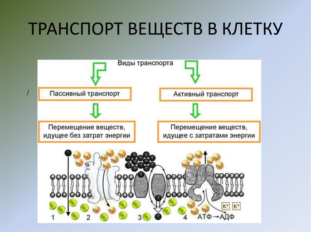 ТРАНСПОРТ ВЕЩЕСТВ В КЛЕТКУ