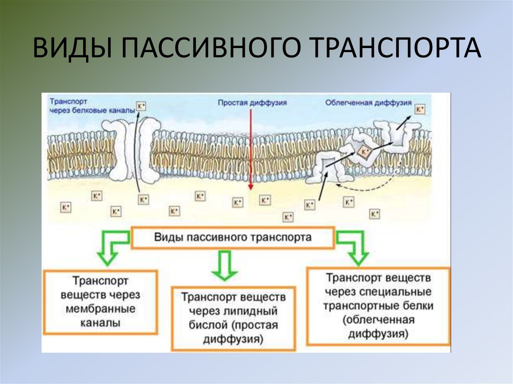 ВИДЫ ПАССИВНОГО ТРАНСПОРТА