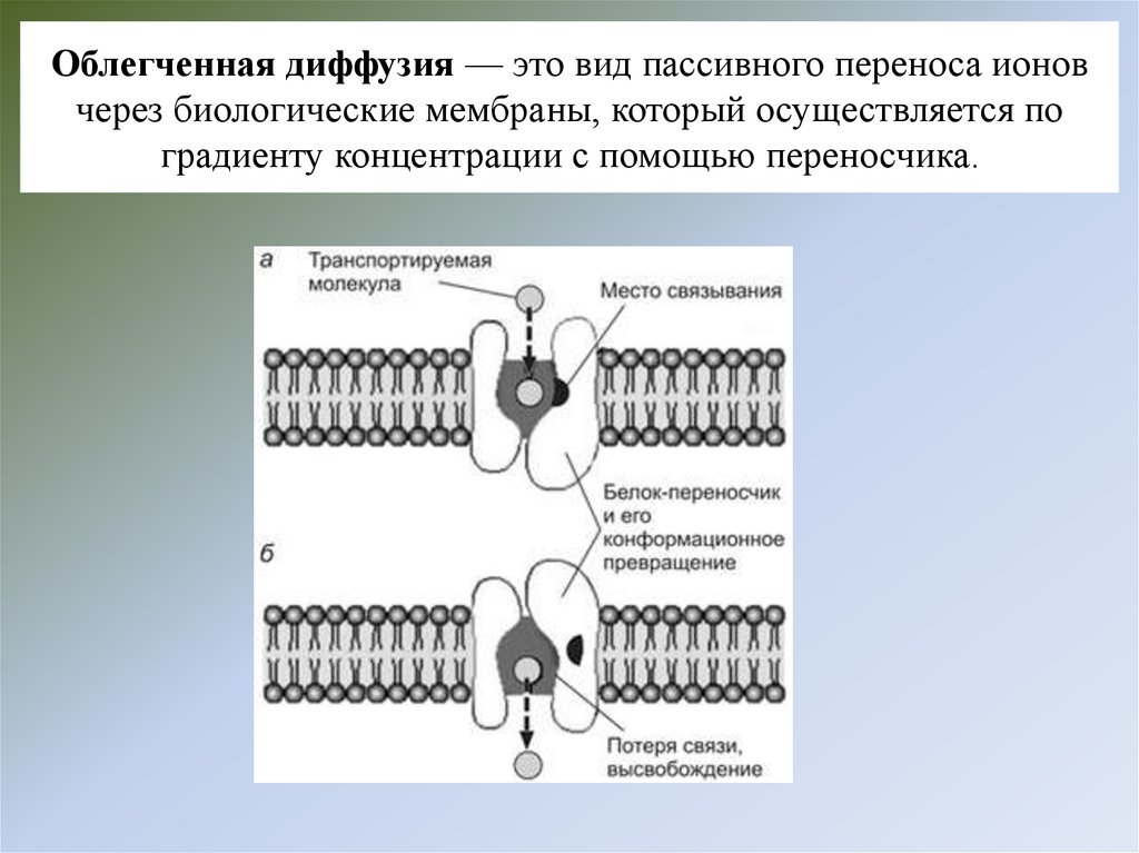 Облегченная диффузия — это вид пассивного переноса ионов через биологические мембраны, который осуществляется по градиенту