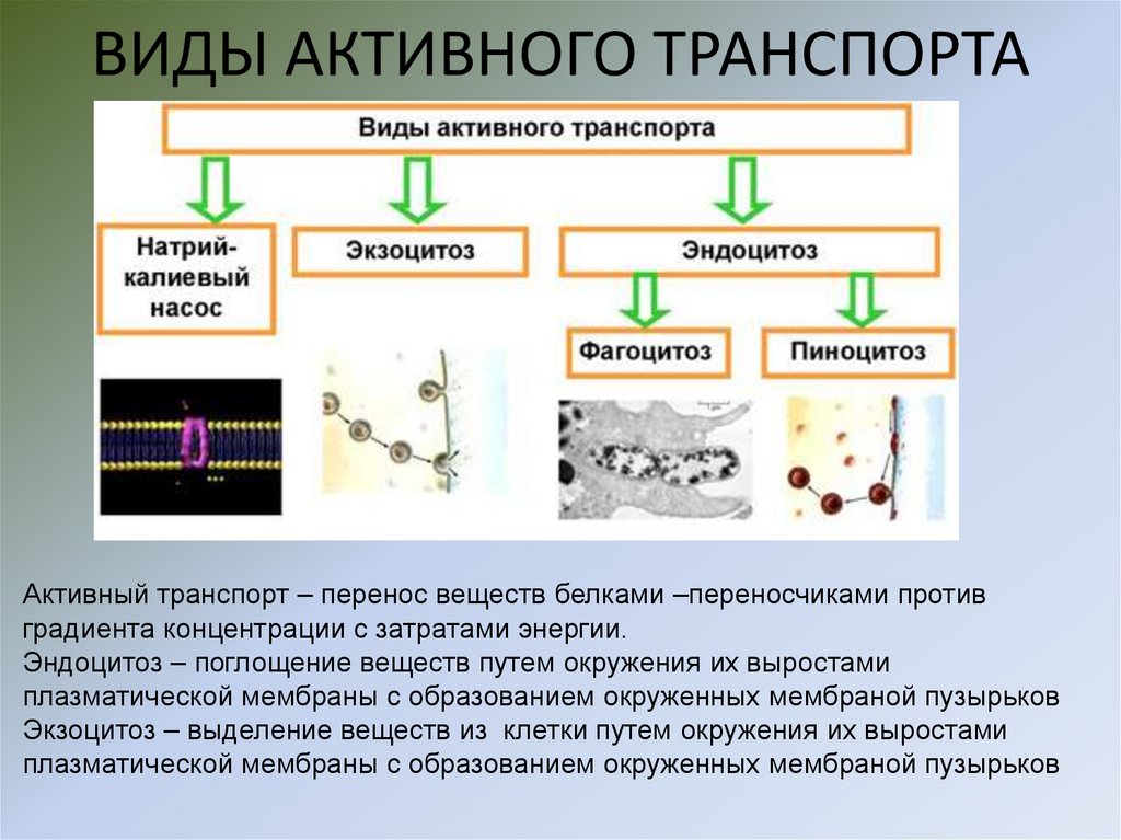 ВИДЫ АКТИВНОГО ТРАНСПОРТА