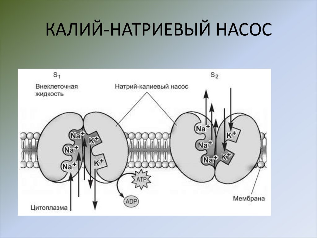 КАЛИЙ-НАТРИЕВЫЙ НАСОС