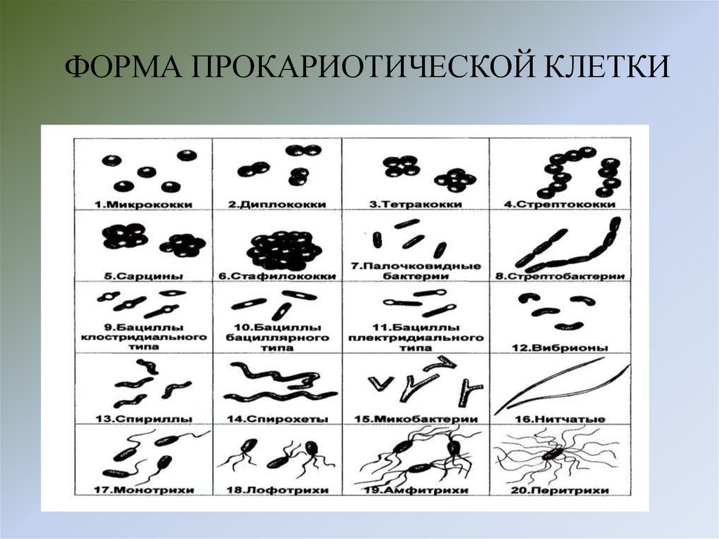 ФОРМА ПРОКАРИОТИЧЕСКОЙ КЛЕТКИ
