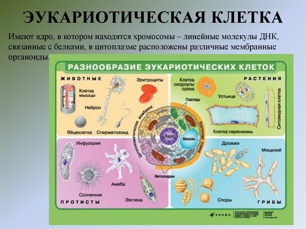 ЭУКАРИОТИЧЕСКАЯ КЛЕТКА