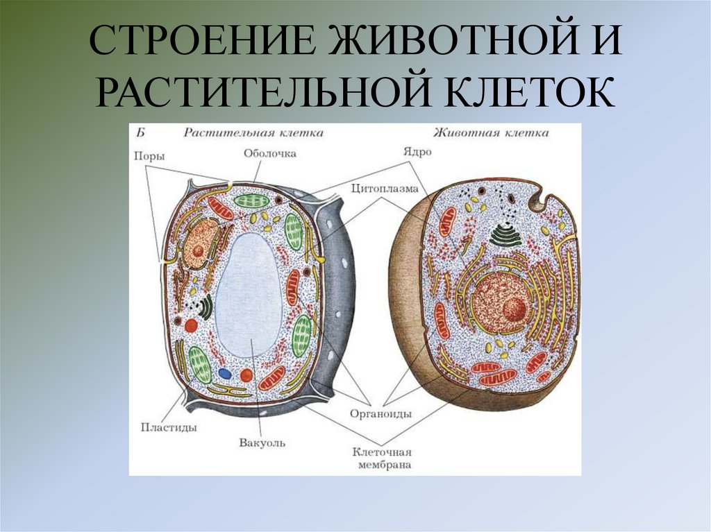 СТРОЕНИЕ ЖИВОТНОЙ И РАСТИТЕЛЬНОЙ КЛЕТОК