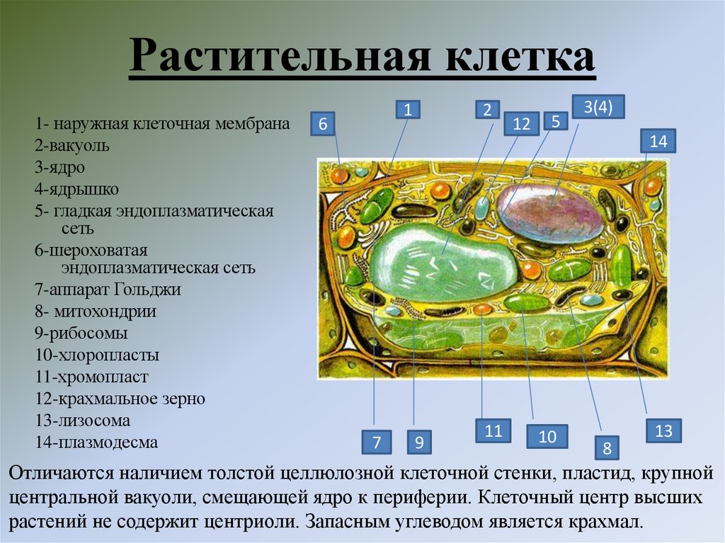 Растительная клетка