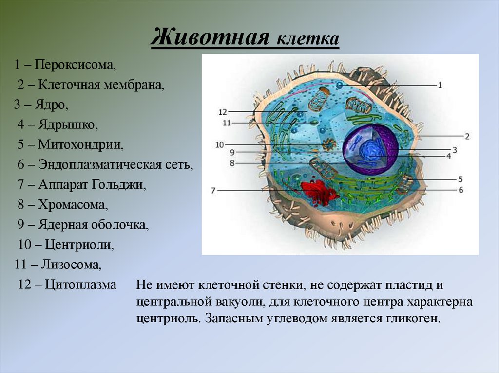 Животная клетка