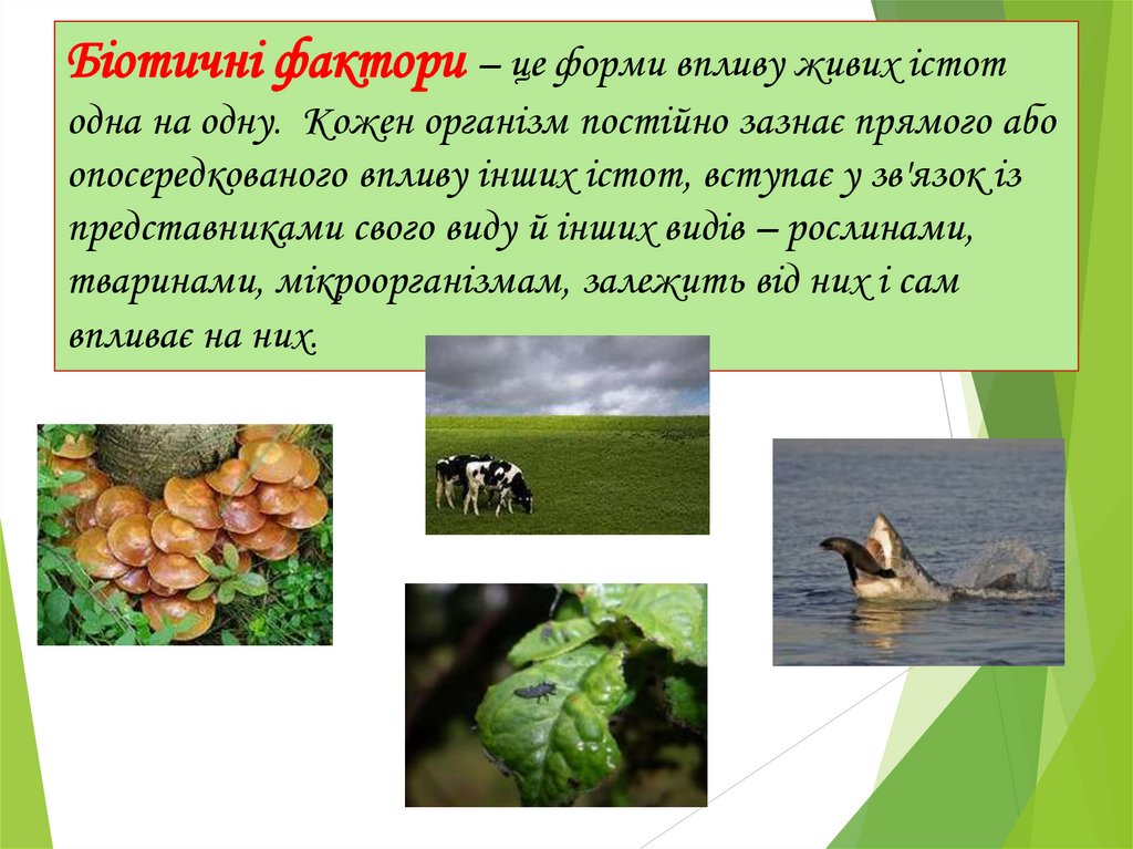 Біотичні фактори – це форми впливу живих істот одна на одну. Кожен організм постійно зазнає прямого або опосередкованого впливу