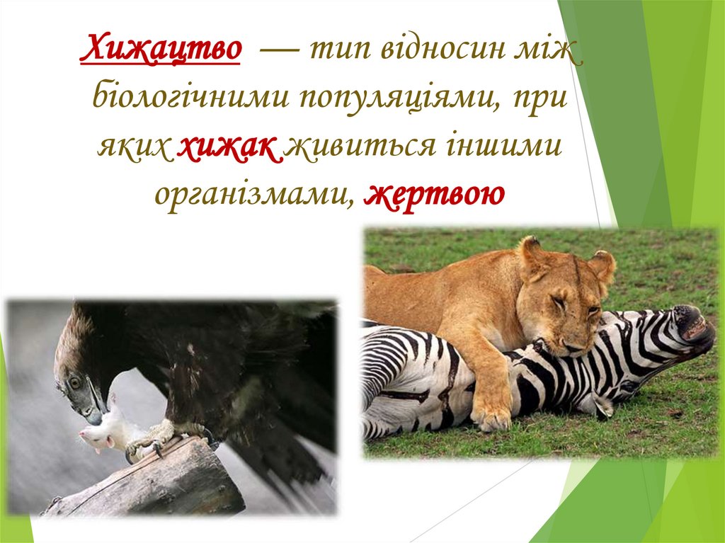 Хижацтво  — тип відносин між біологічними популяціями, при яких хижак живиться іншими організмами, жертвою