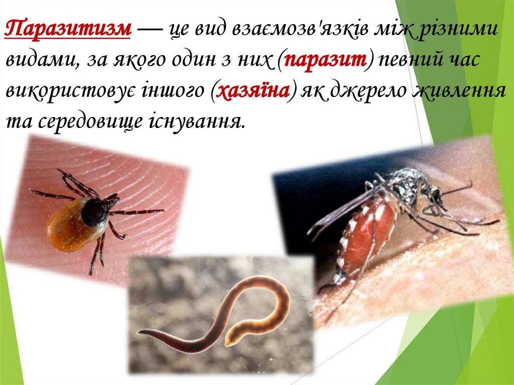 Паразитизм — це вид взаємозв'язків між різними видами, за якого один з них (паразит) певний час використовує іншого (хазяїна)
