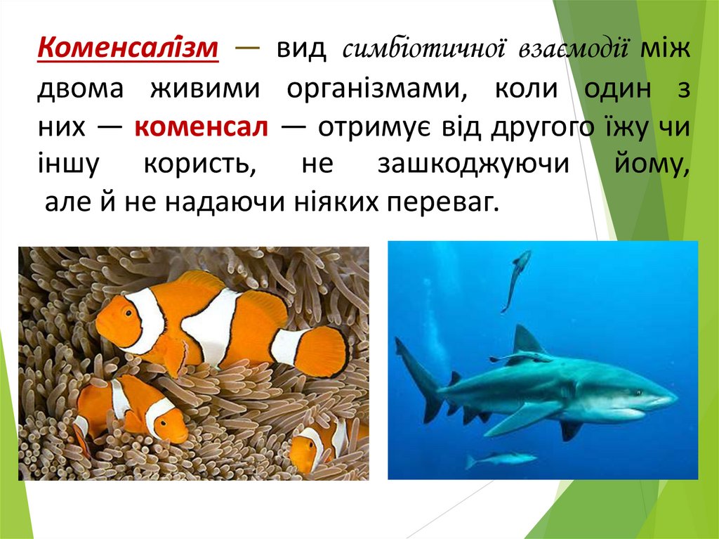 Коменсалі́зм — вид симбіотичної взаємодії між двома живими організмами, коли один з них — коменсал — отримує від другого їжу чи