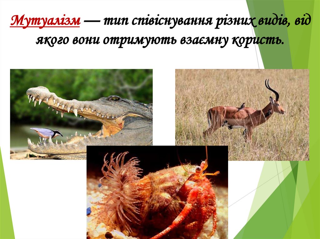 Мутуалізм — тип співіснування різних видів, від якого вони отримують взаємну користь.