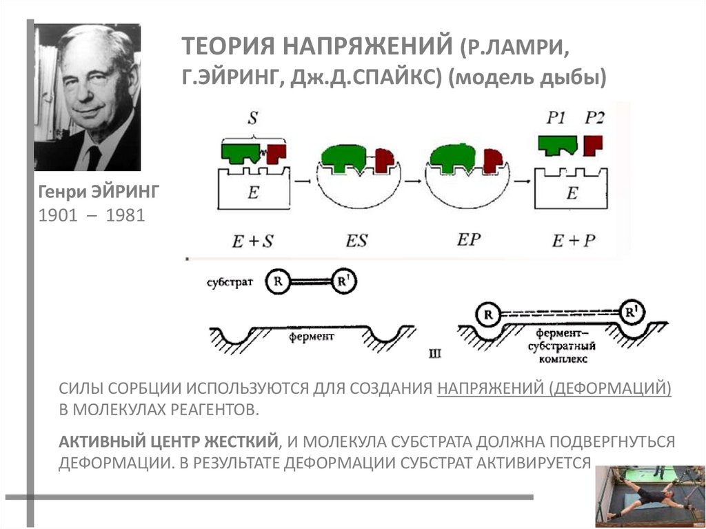 ТЕОРИЯ НАПРЯЖЕНИЙ (Р.ЛАМРИ, Г.ЭЙРИНГ, Дж.Д.Спайкс) (модель дыбы)