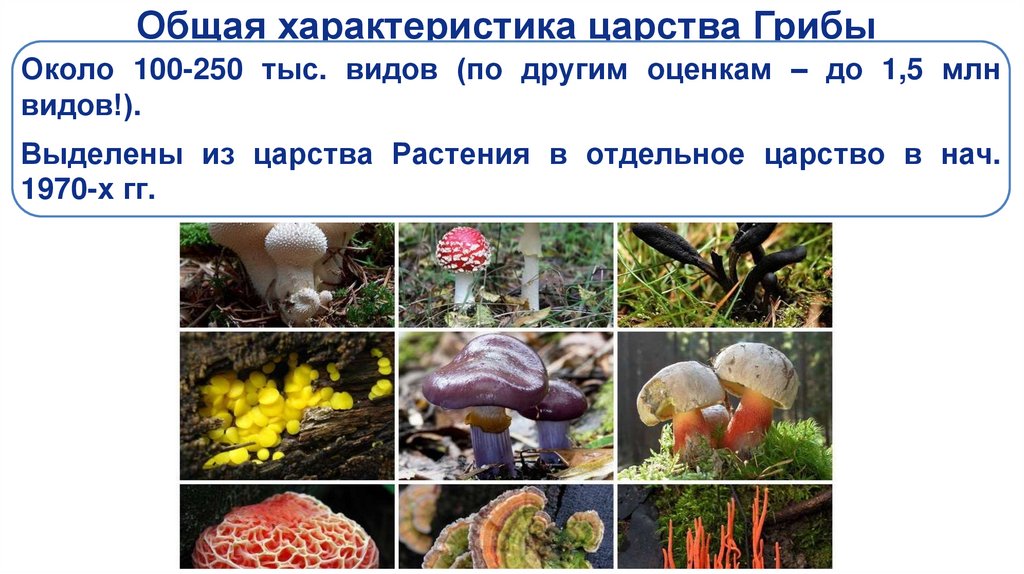 Общая характеристика царства Грибы