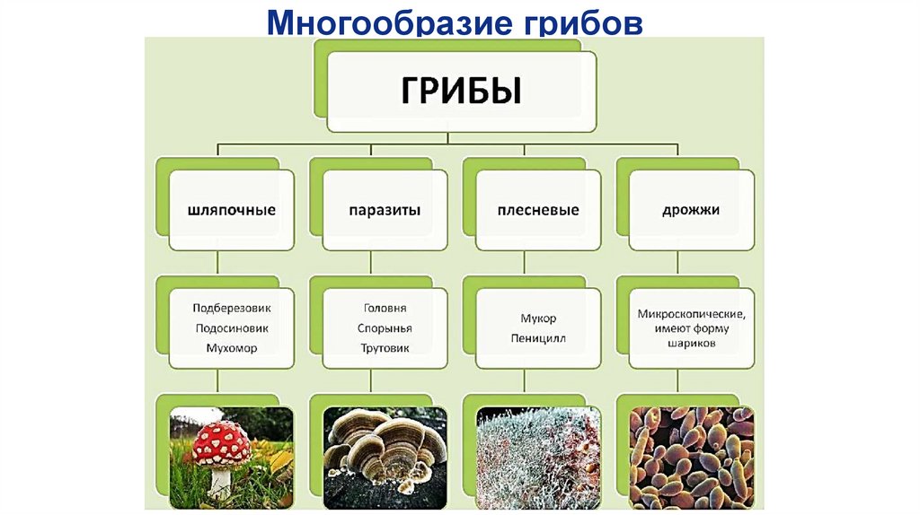 Многообразие грибов