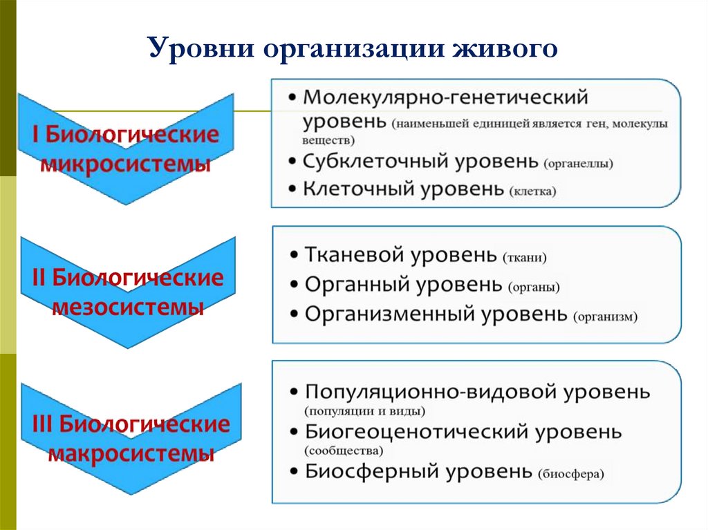 Уровни организации живого